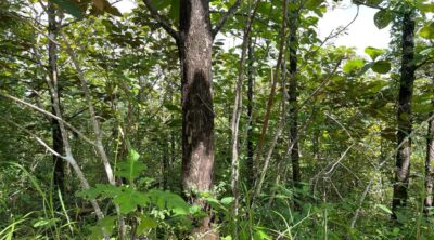 Ocean View Development Land for Sale in Coyote Blue Zone