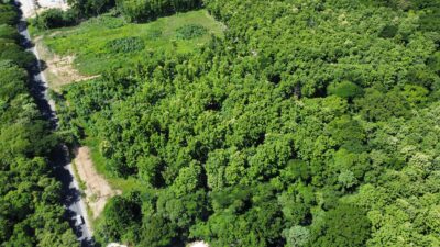 Lote en Venta en Nicoya | Terreno Comercial de 2 Hectáreas con Teca sobre Ruta 21