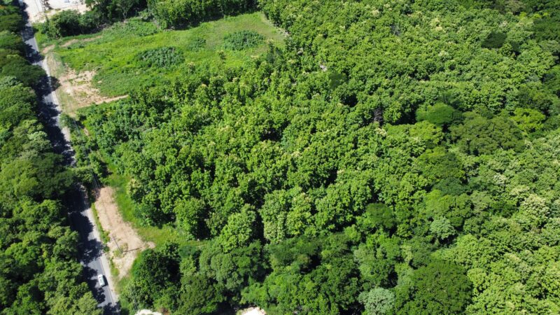Lote en Venta en Nicoya | Terreno Comercial de 2 Hectáreas con Teca sobre Ruta 21